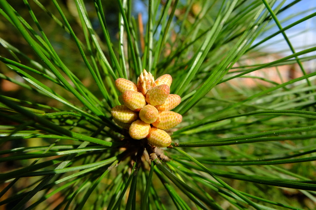 March close-up photo