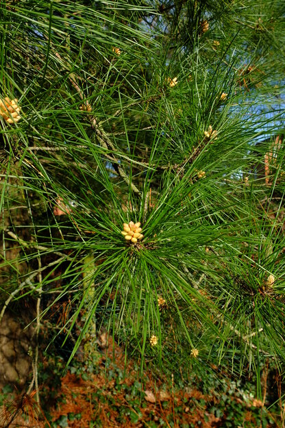 March close-up photo