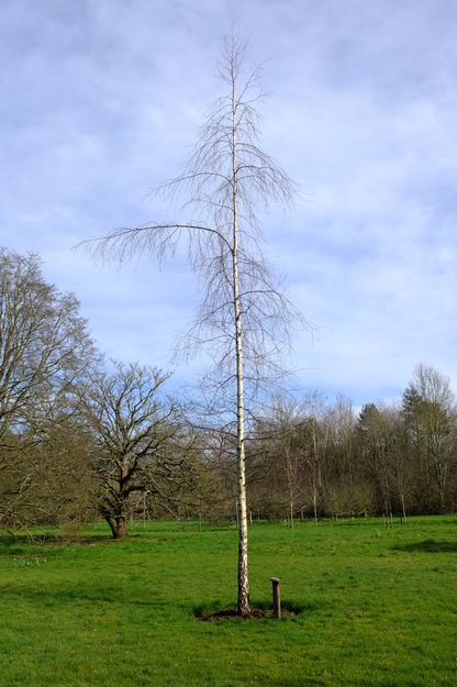 March tree photo
