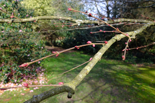 March close-up photo