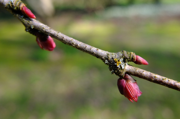 March close-up photo