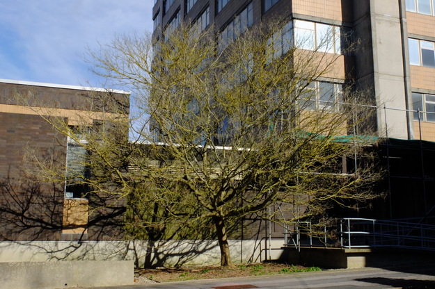 March tree photo