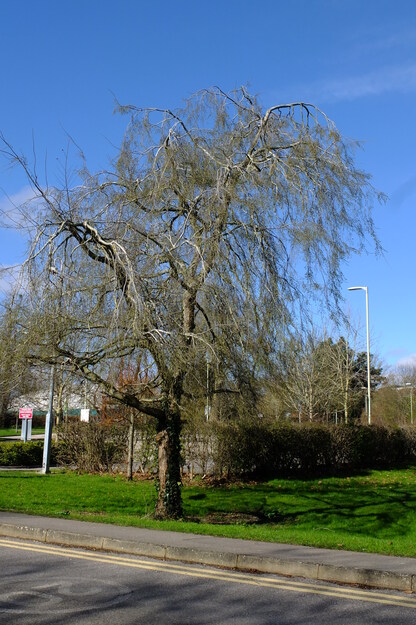 March tree photo