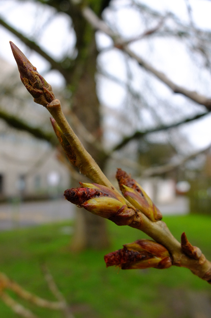 March close-up photo