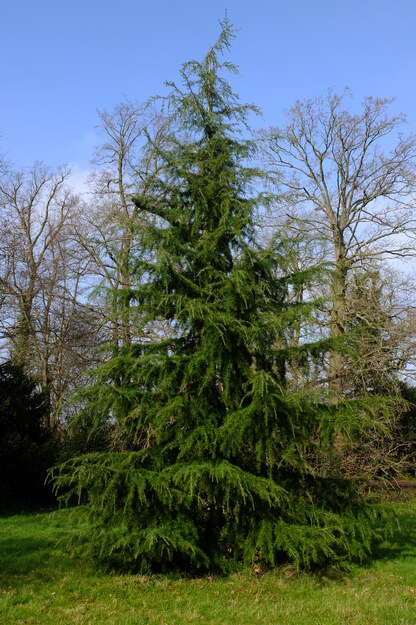 Foxhill tree photo