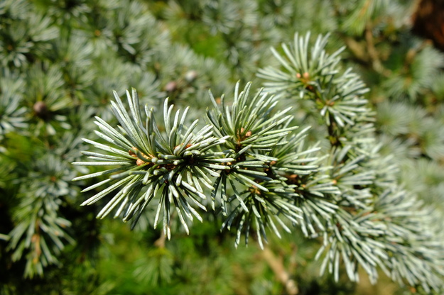 March close-up photo
