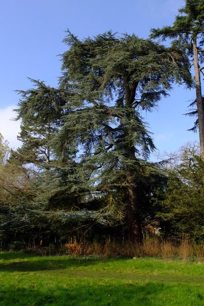 Foxhill tree photo