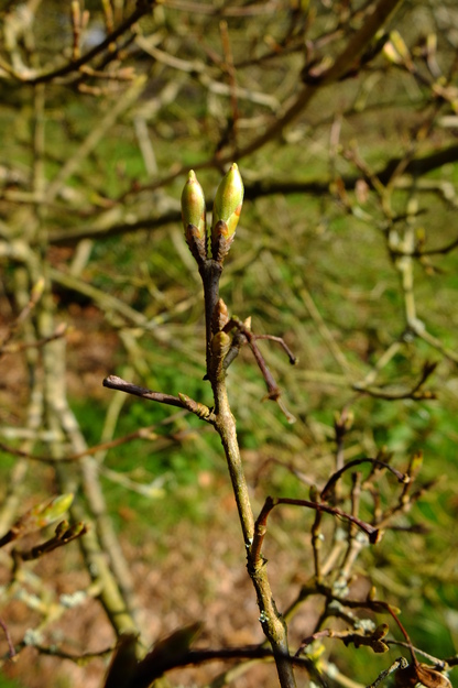 March close-up photo