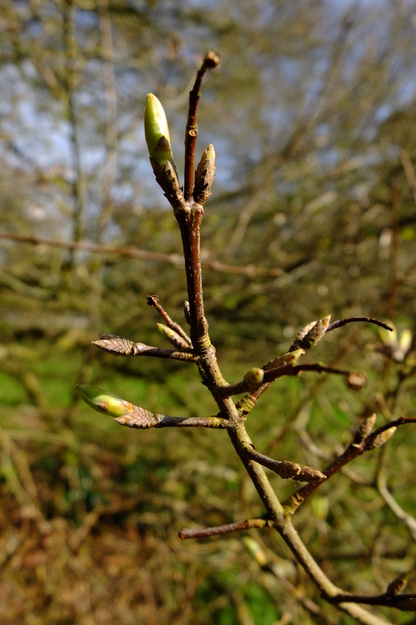March close-up photo
