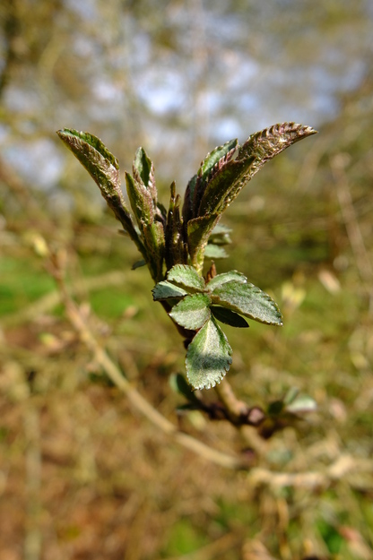 March close-up photo