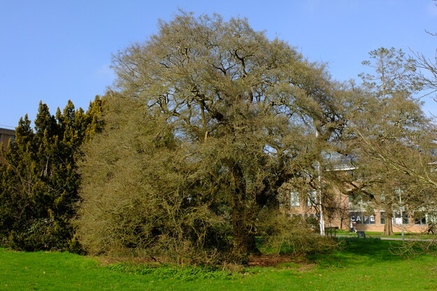 March tree photo