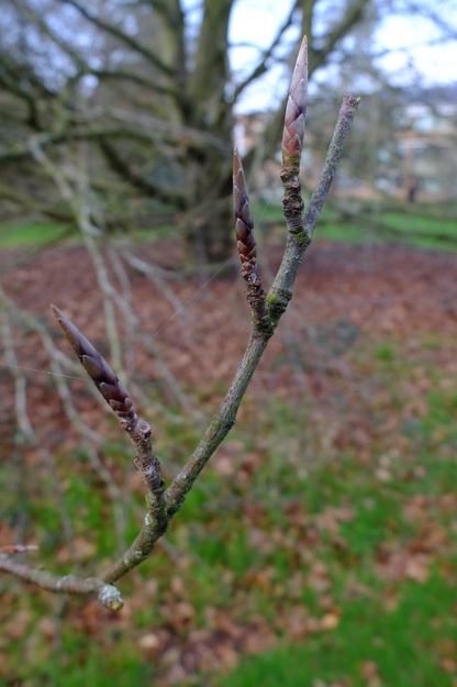 March close-up photo