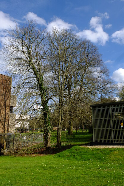 March tree photo