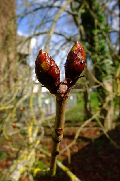 March close-up photo