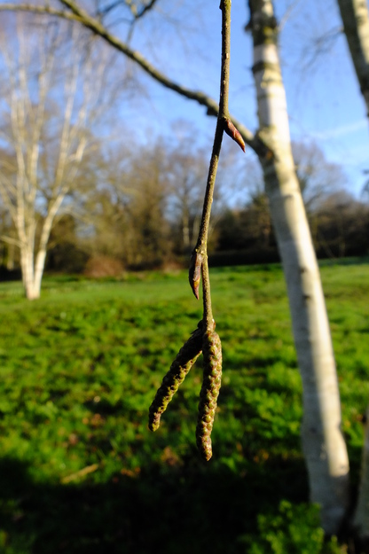 March close-up photo