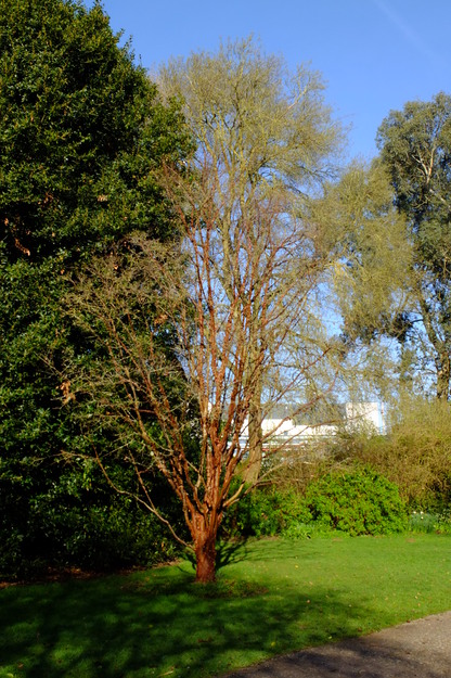 March tree photo