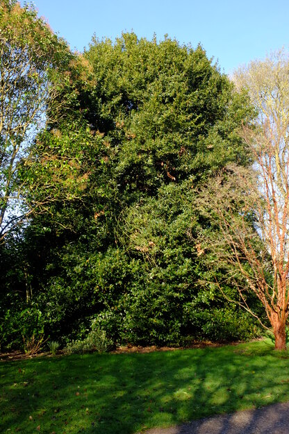 Photo of Laurus nobilis