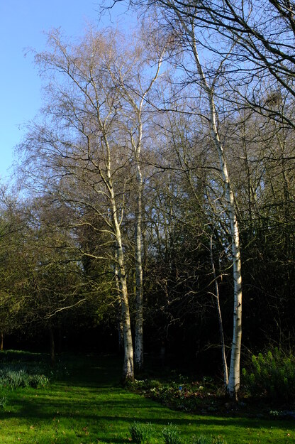 March tree photo