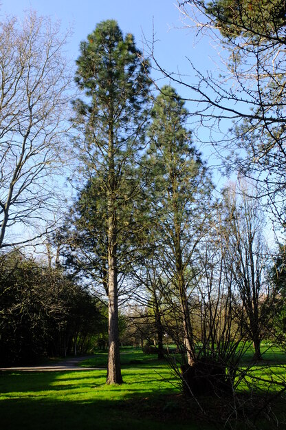 March tree photo