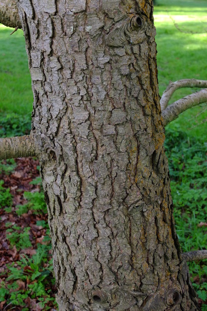 March close-up photo