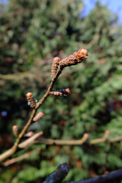 March close-up photo