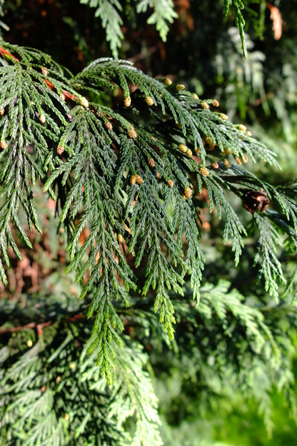 March close-up photo