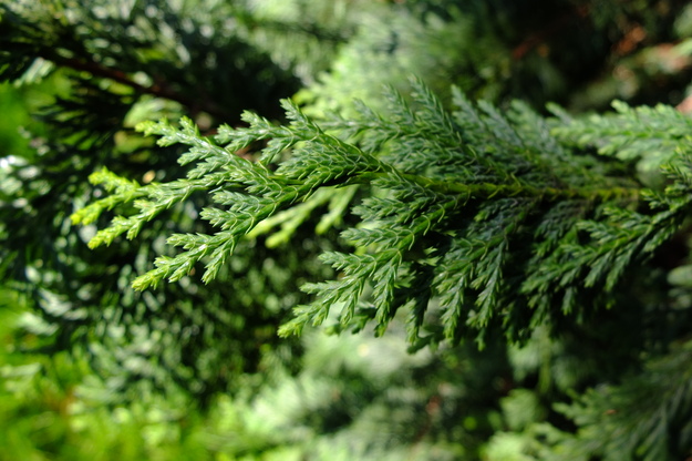 March close-up photo