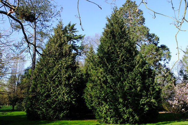 Photo of Callitropsis nootkatensis