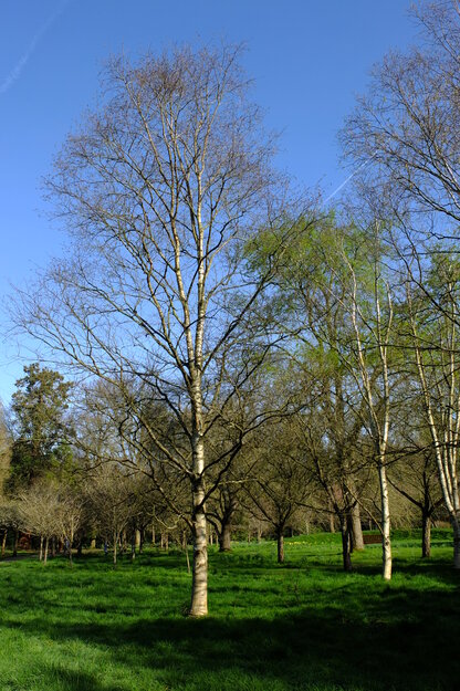 March tree photo