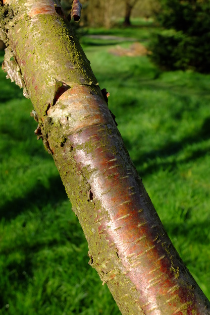 March close-up photo