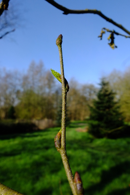 March close-up photo