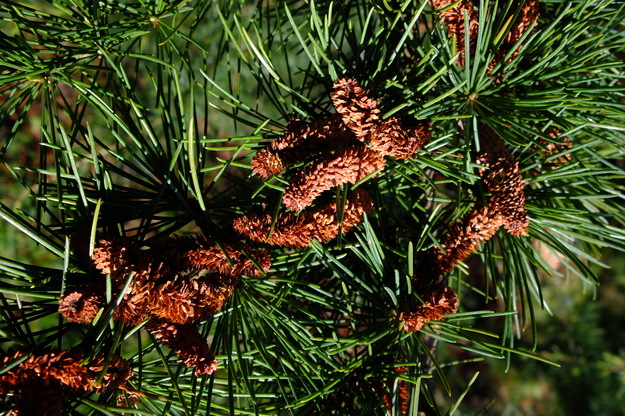 March close-up photo