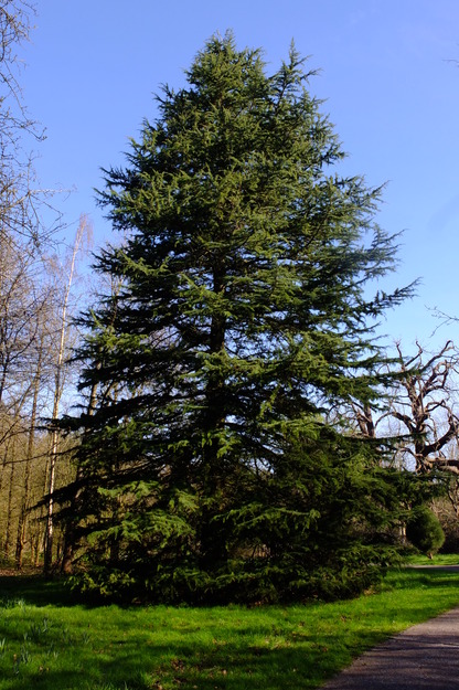 Harris Garden tree photo