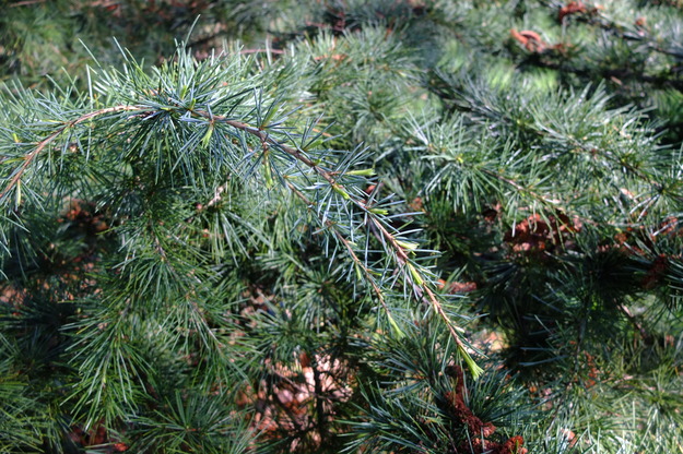 March close-up photo