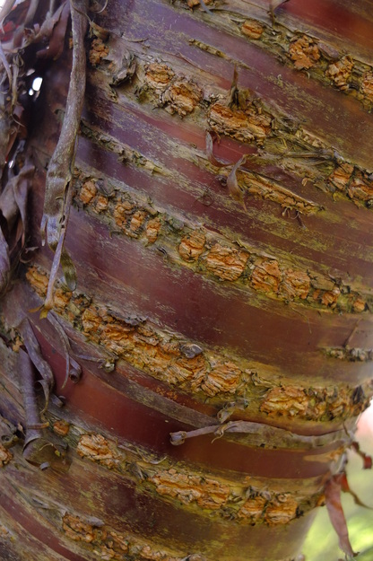 March close-up photo