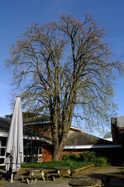 March tree photo