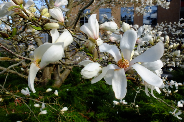 March close-up photo