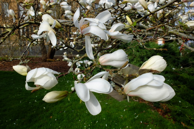 March close-up photo