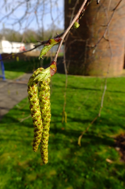 March close-up photo