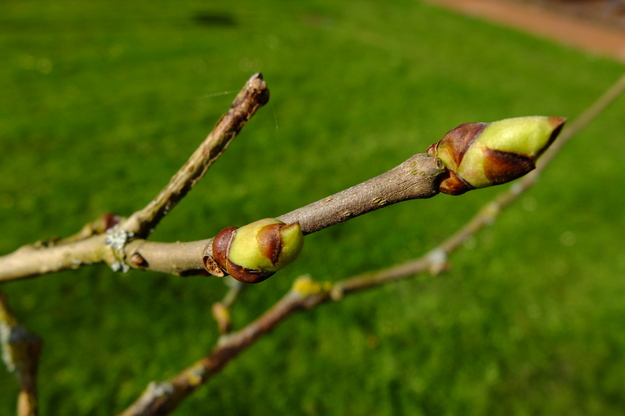 March close-up photo