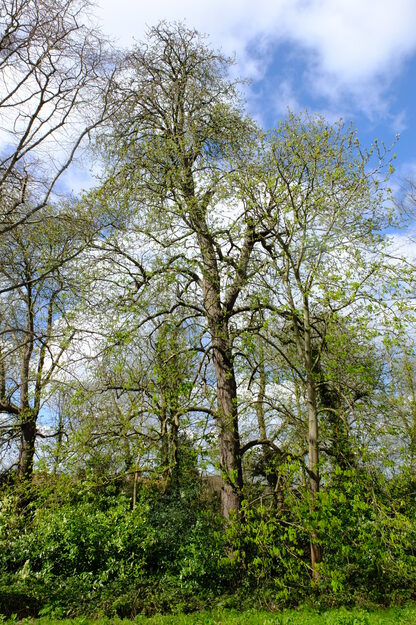 March tree photo