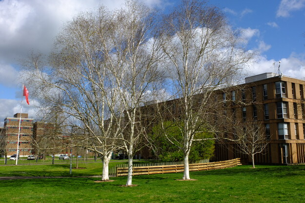 March tree photo