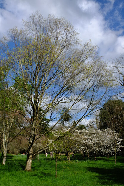 March tree photo