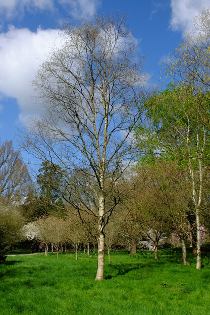 March tree photo