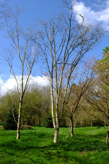 March tree photo
