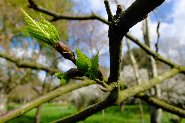 March close-up photo