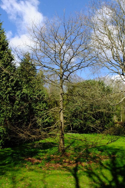 March tree photo