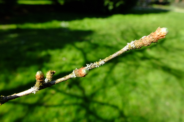 March close-up photo
