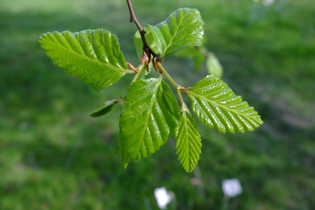 March close-up photo