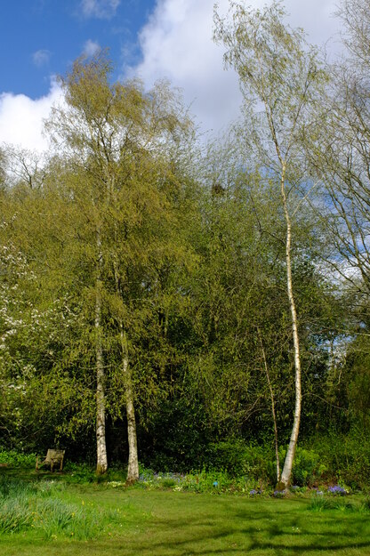 April tree photo